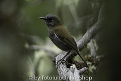 Catharus gracilirostris