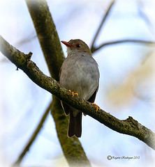 Catharus aurantiirostris