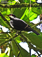 Entomodestes coracinus