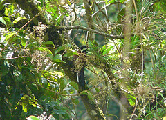 Entomodestes leucotis