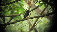 Turdus flavipes