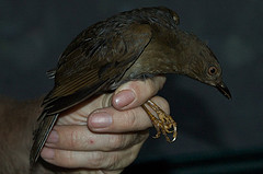 Turdus leucops