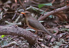 Turdus pelios