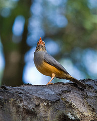 Turdus tephronotus