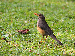Turdus libonyana