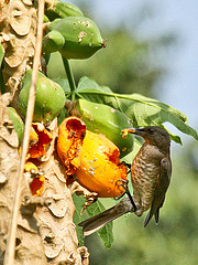 Turdus olivaceofuscus