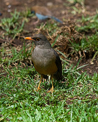 Turdus olivaceus