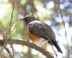Turdus abyssinicus