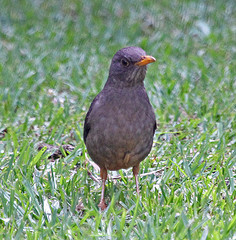 Turdus ludoviciae