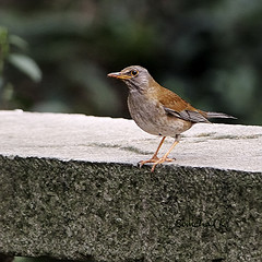 Turdus hortulorum