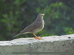 Turdus unicolor
