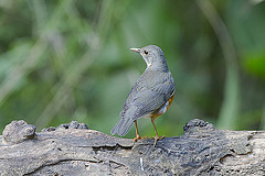 Turdus dissimilis