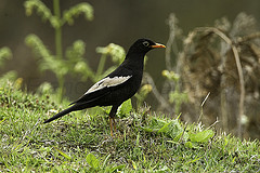 Turdus boulboul
