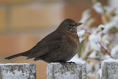 Turdus merula