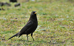 Turdus maximus
