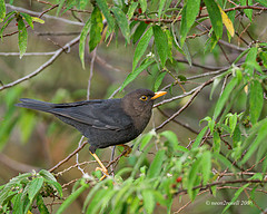 Turdus poliocephalus