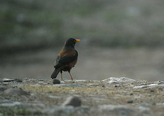 Turdus rubrocanus