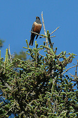 Turdus kessleri
