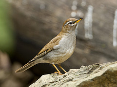 Turdus feae