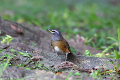 Turdus obscurus