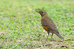 Turdus chrysolaus