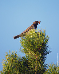 Turdus atrogularis