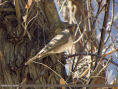 Turdus ruficollis