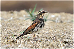 Turdus naumanni