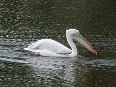 Pelecanus onocrotalus