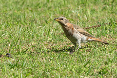 Turdus eunomus