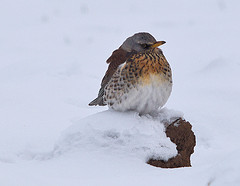 Turdus pilaris
