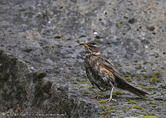 Turdus iliacus