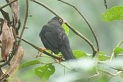 Turdus fuscater