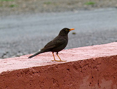 Turdus chiguanco