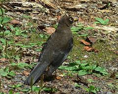 Turdus nigrescens