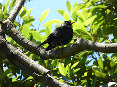 Turdus infuscatus