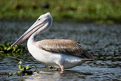 Pelecanus rufescens