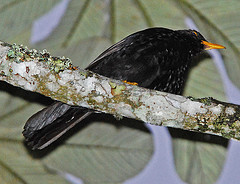 Turdus serranus
