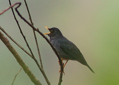 Turdus nigriceps