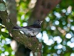 Turdus subalaris