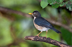 Turdus reevei