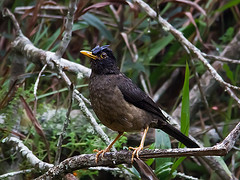 Turdus olivater