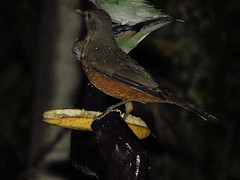 Turdus rufiventris