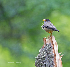 Turdus falcklandii