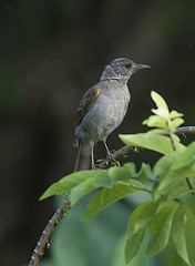 Turdus leucomelas