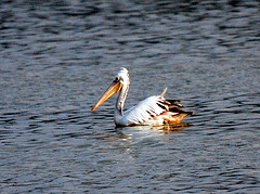 Pelecanus philippensis