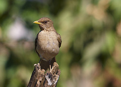 Turdus amaurochalinus