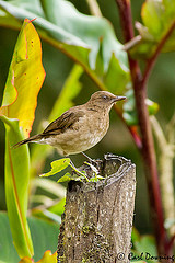 Turdus ignobilis