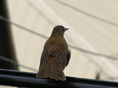 Turdus fumigatus