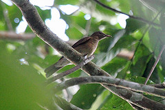 Turdus hauxwelli